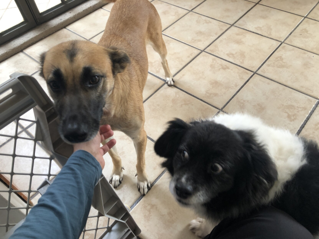 My hand petting Gaia, our new adoptee dog, while Mozzarello gives her a massive side-eye.