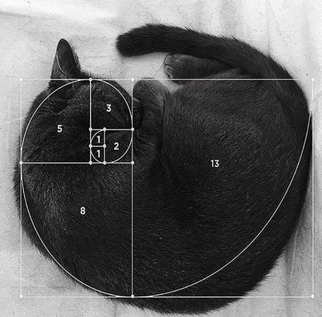 Black cat lying sideways crunched up in the formation of a Fibonacci (Golden Ratio) spiral.

Via: u/2n1c0l4s3