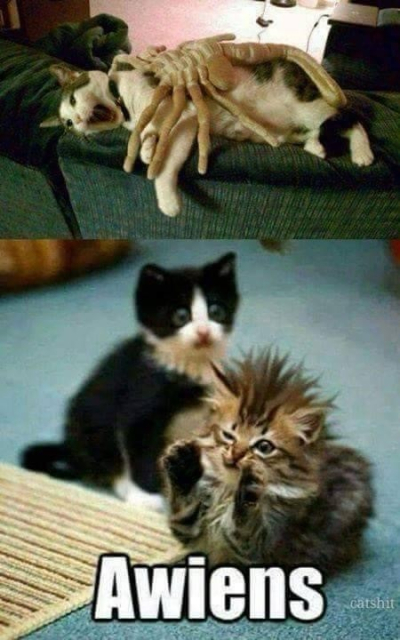 Top: A tortoiseshell kitty lies on the back of a lounge chair. A plush facehugger from Alien is on the cat. 
Bottom: A tabby kitten with fuzzy fur that bears a striking resemblance to Giorgio Tsoukalos holding up its paws and squinting one eye. 
Caption: Awiens