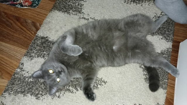 Кошка с серебристо-серым мехом валяется кверху пузом на полу, на коврике. Глаза ярко светятся, отражая свет от фотокамеры (не вспышка, постоянно светилось).