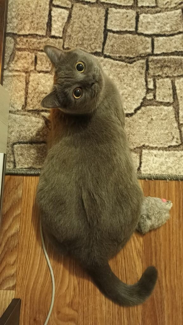 Кошка с серебристо-серым мехом сидит на полу спиной к зрителю. Хвост загнут крючком. Передняя половина кошки на ковре с рисунком, имитирующем каменную кладку, задняя на линолеуме под дерево. Справа под боком у кошки меховая игрушка-мышка. Кошка повернула голову вверх и смотрит в камеру.