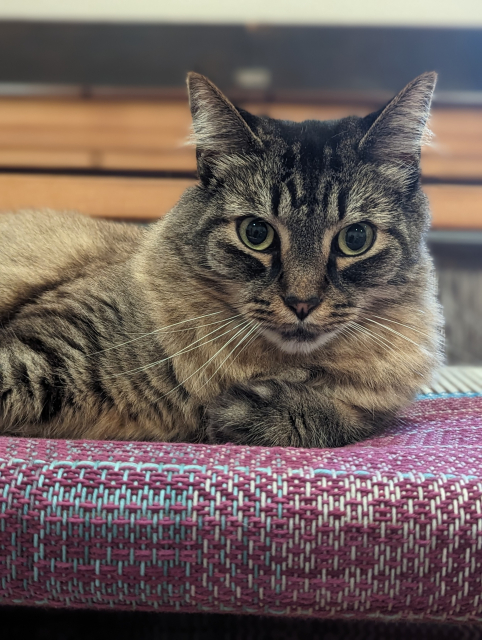 a cat lounging on a handwoven blanket-in-progress while it's still on the loom. the blanket is blue and purple with complicated zigzag patterning.