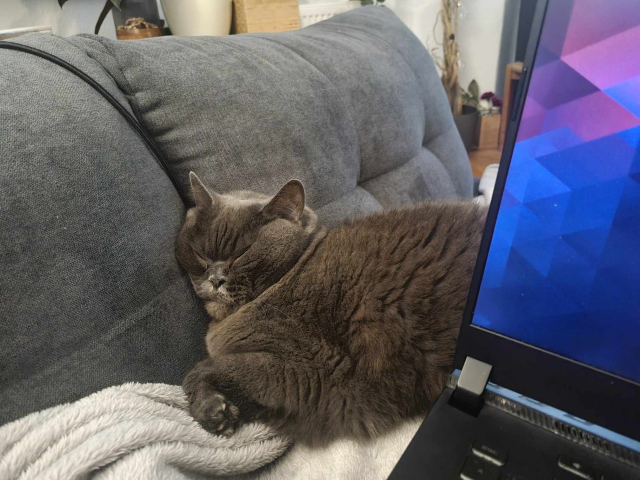 A cat resting against the sofa.

He looks squashed and really uncomfortable. 