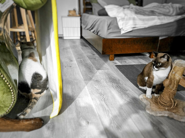 My calico cat on the left, back facing the camera, safely hidden by a blanket draped over the lounge chair serving as a curtain, while the snowshoe cat on the right looks longingly across the divide. The photo is in black and white except for the cats and other objects in wood colours like the chair, bedframe, the bar stool legs, and a scratch post.