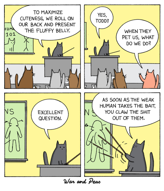 Cat School 4 panel comic:
1. A black cat (Lord Nibbles) stands in front of a cat class and says, "To maximize cuteness, we roll on our back and present the fluffy belly."
2. "Yes, Todd." – "When they pet us what do we do?"
3. "Excellent question."
4. "As soon as the weak human takes the bait, we claw the shit out of them!"