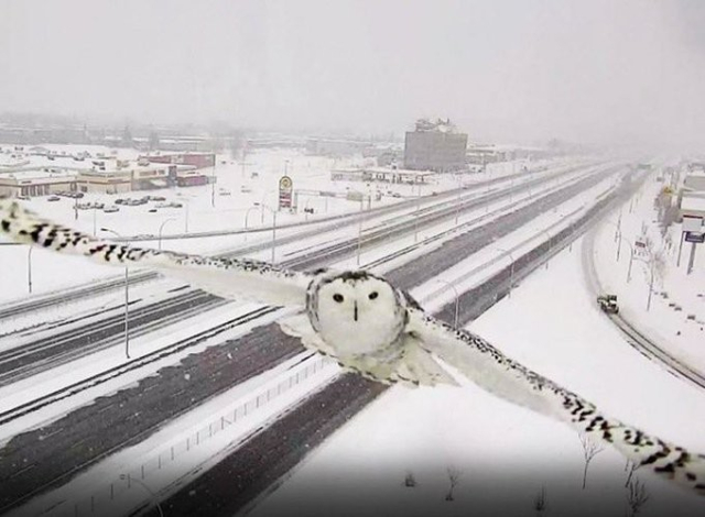 A photo, from the front, of a Snowy Owl (all whites and greys, wings outstretched, looking right into the camera) with a background of snow and highways (all whites and greys). A beautiful accidental pic
