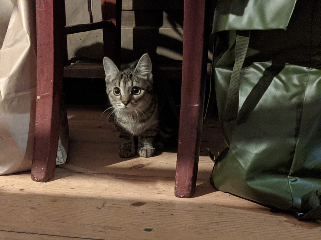 Visiting kitten looking at me from under the chair.