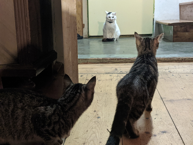 Me sitting like a guard in the doors and two kittens looking at me from the other side of the doors.