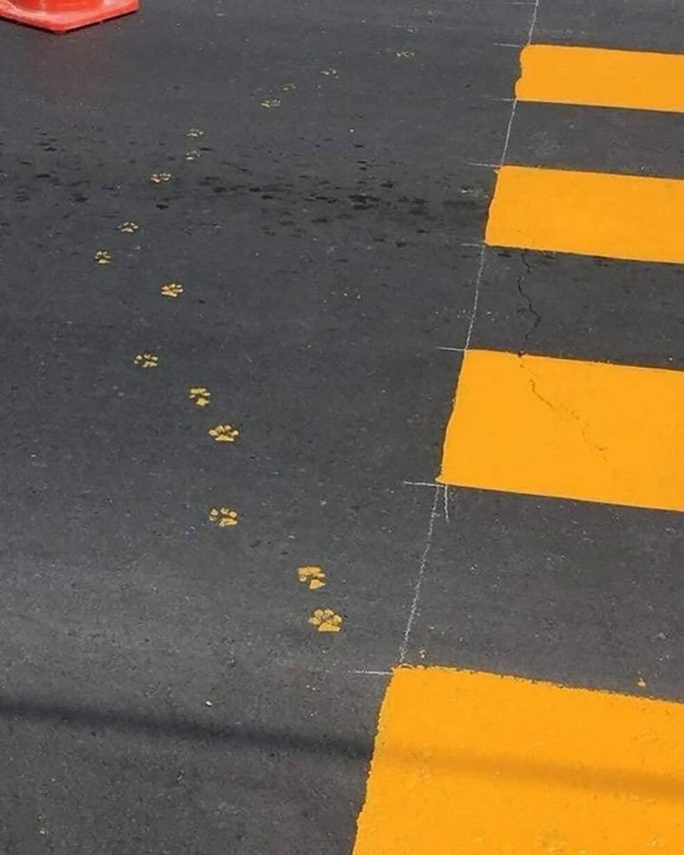 A cat has stepped into wet road paint and left paw prints running out of frame on a road