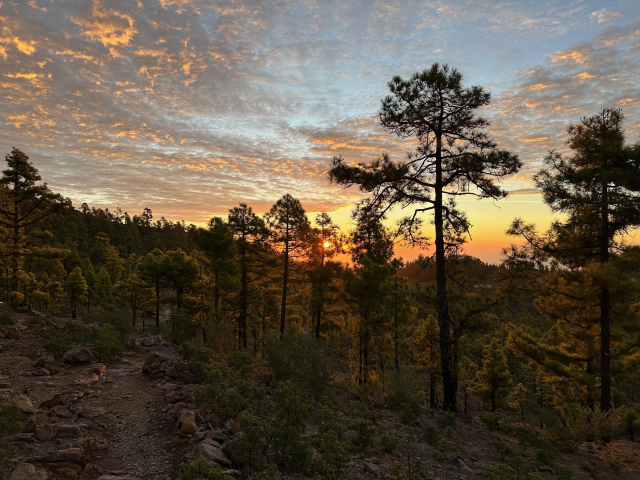 A sunset in a high altitude pine forest. Small clouds ripple in the skies, lit by orange rays from above. A number of tall pine trees rise from the ground, obscuring the sky and the setting sun with the clusters of their dark needles.