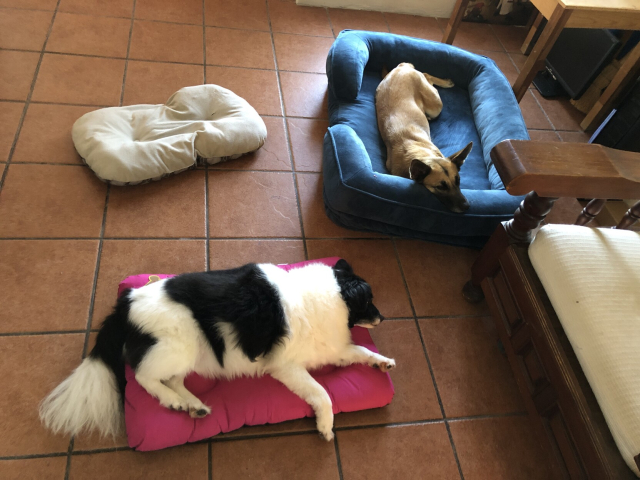 Mozzarello y Gaia, nuestros perros, acostados en sus camitas en mi oficina. M es pequeño y cabe sobre una cama tipo almohada; G es más grande y está en su cama de la noche, descansando la cabeza sobre el borde.