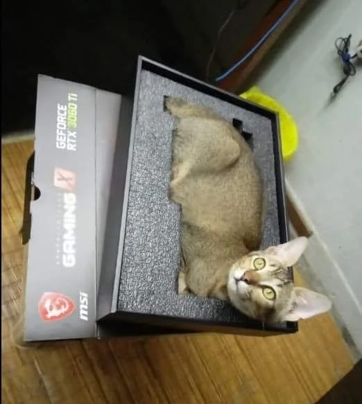 A cat who has tucked herself into the box for a graphics card. If she fits, she sits (or in this case lies down)