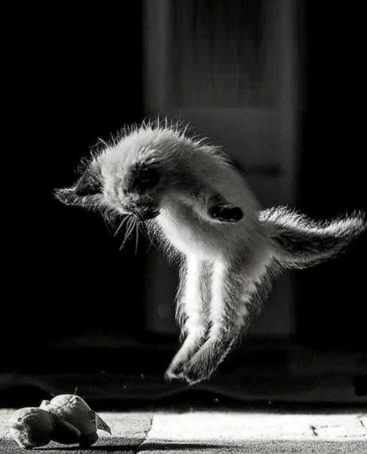 Photography. A black and white photograph of a small white cat jumping in the air while playing. It leaps up into the air with its arms and legs outstretched and stares intently at a soft toy on the floor. Shadows and light bathe the surroundings in deep shadows and highlight the kitten. The playful little kitten is very cute.