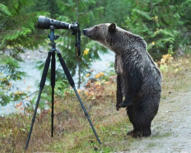 A bear looks through the viewfinder of a camera on a tripod. 