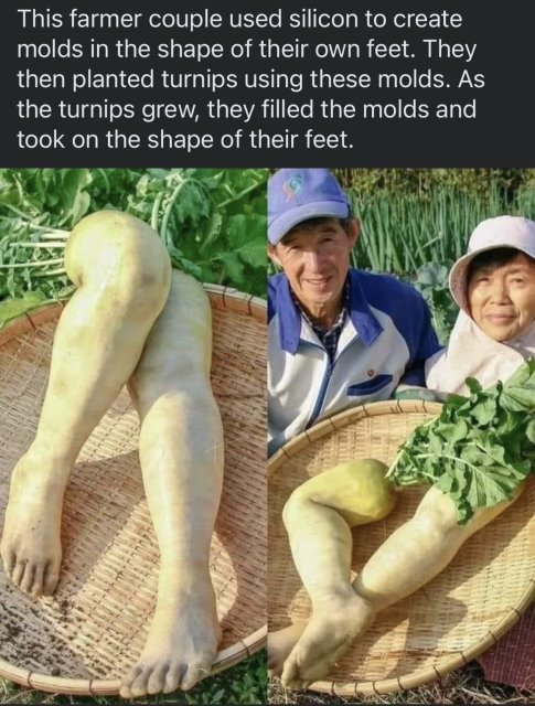 This farmer couple used silicon to create molds in the shape of their own feet. They then planted turnips using these molds. As the turnips grew, they filled the molds and took on the shape of their feet.  Picture shows long white legs that are actually turnips and I do not like them. 