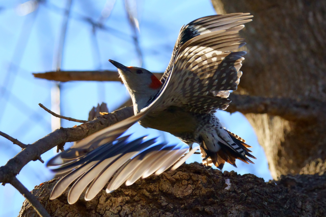 A Red-bellied Woodpecker taking off from a burled tree in a blur of wings.