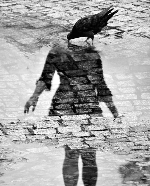 Photography. A black and white photo showing the shadow of a person and a pigeon on a paved ground with puddles of water. A pigeon stands on the wet, paved ground and sticks its beak into the puddle. The shadow of a female person can be seen in the water on the ground and is interrupted by the non-wet cobblestones. The pigeon seems to be pecking at the person's invisible head. A wave is created.