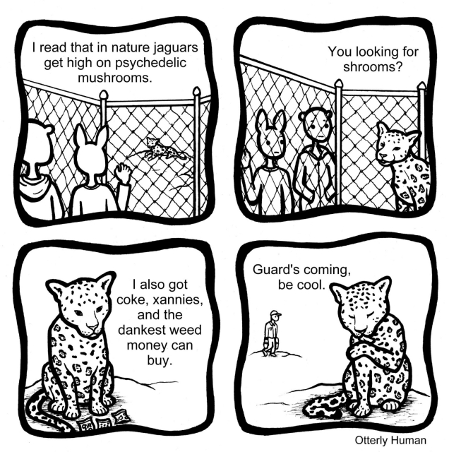 1 Person at zoo, looking at jaguar: I read that jaguars get high on psychedelic mushrooms out in nature.
2 Jaguar: You looking for shrooms?
3 Jaguar: I also got coke, xannies, and the dankest weed money can buy.
4 Jaguar: Guards coming, be cool.