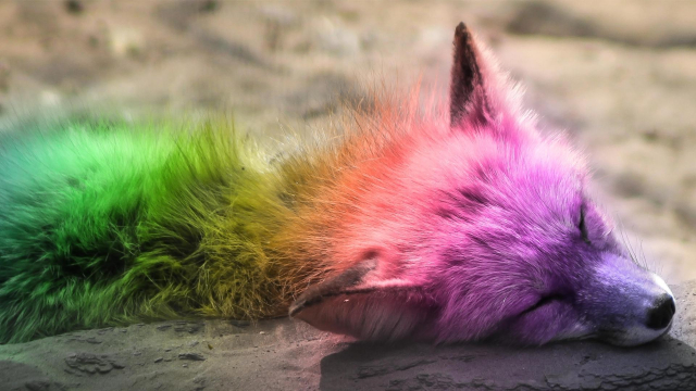 A red fox sleeping. A rainbow filter has been added to its fur.