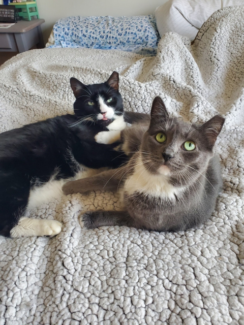 Cute grey and white kitten with green eyes lying on the bed, with a big tuxedo cat lying behind her sticking his tongue out.