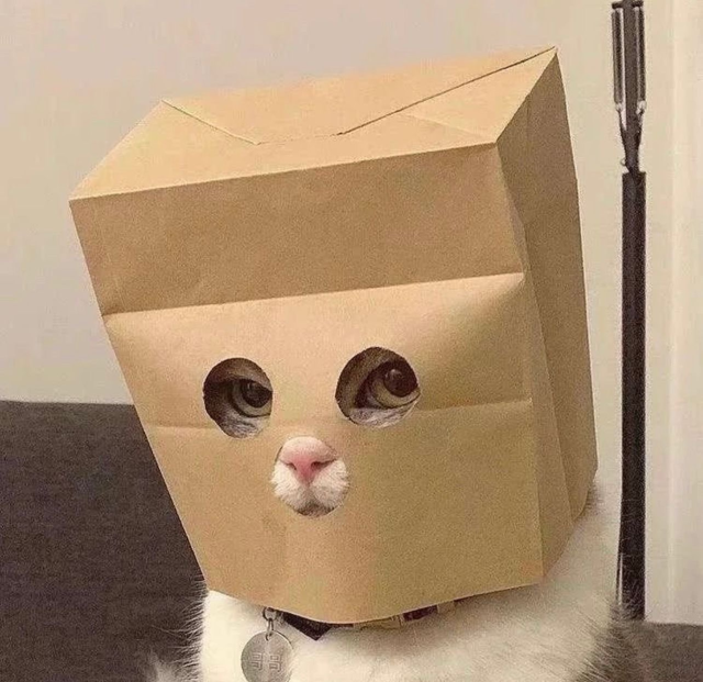 Cat wearing a small paper bag like a ski mask.

via: giantcat9