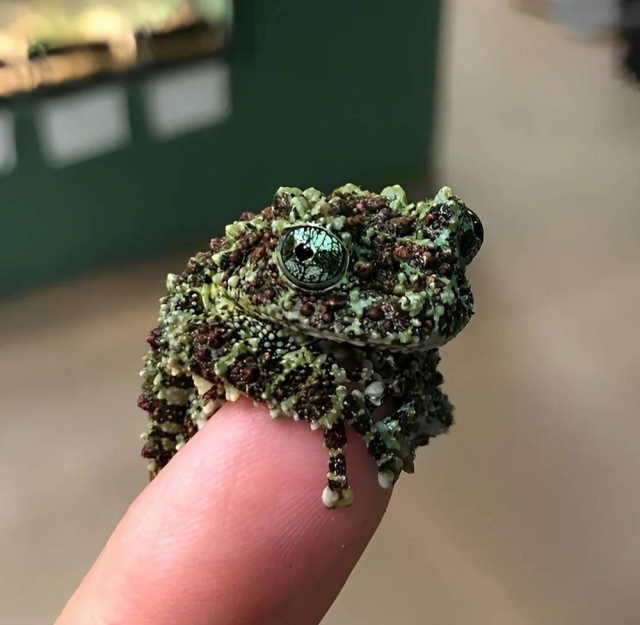 Insanely tiny and beautiful frog perched on the end of someone's finger. It's a Vietnamese moss frog, and its skin looks like moss and tiny jewels and beads. It's eyes are large and iridescently green 