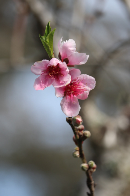 A peach tree branch with a trio of pink blossoms.

Further detail: the delicate flowers have pale pink petals and a cluster of dark pink filaments at the center. There are several unopened buds further down the branch beneath the flowers. New leaves are beginning to unfurl above the flowers at the tip of the branch. 