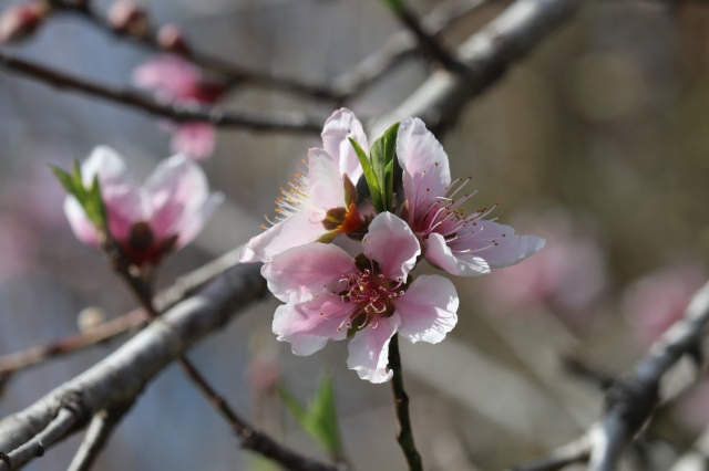 A trio of peach blossoms at the tip of a slender branch.

Further detail: this flower trio is a paler pink than the first photo. The petals are almost white around the edges. The flowers form a ring with their back to each other at the tip of the branch. Green leaves are protruding from the center of the cluster. The background is softly out of focus and includes more pink flowers, green leaves, and bare tree branches.