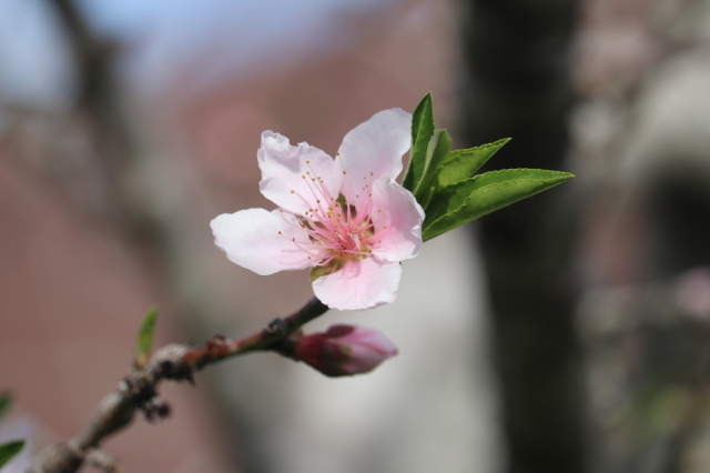 A single pale pink peach blossom at the tip of a branch. There is an unopened bud beneath it and a cluster of unfurling green leaves behind it. The background is out of focus.

I took dozens of photos and it was hard to choose which to post, but this one captured my attention for its simple beauty.
