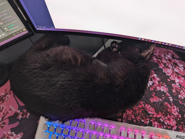 A photo I took of my 15 year old, black, female cat, Bess, sleeping on my computer desk and partially laying on my keyboard.