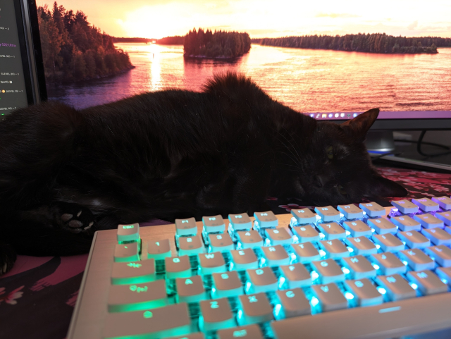 A photo I took of my 15 year old, black, female cat, Bess, sleeping on my computer desk and partially laying on my keyboard.