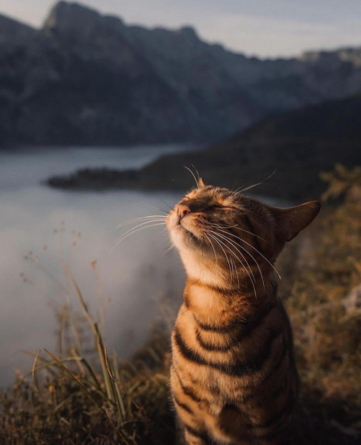 sunlit, grinning cat with upturned head, backdrop mountains with lake — photographer unknown