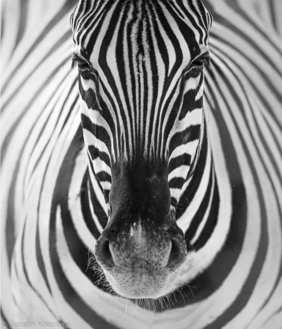 Photography. An unusual black and white photograph of a zebra. The photo is a close-up and the black and white head of the zebra is in the center of the photo. The black and white waves of the body behind it fill the rest of the photo and make the image so interesting.