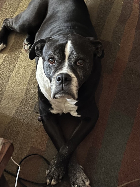 Rocky patiently waiting to go skateboarding again