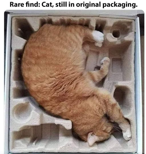 A ginger Tom curled in to the shape of a preformed cardboard packaging insert.