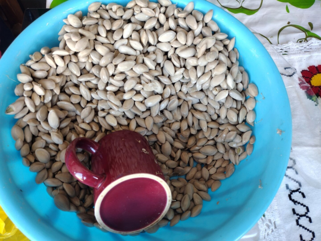 Balde azul claro con semillas blancas y una taza color vino. La taza es la medida de lo que venden.