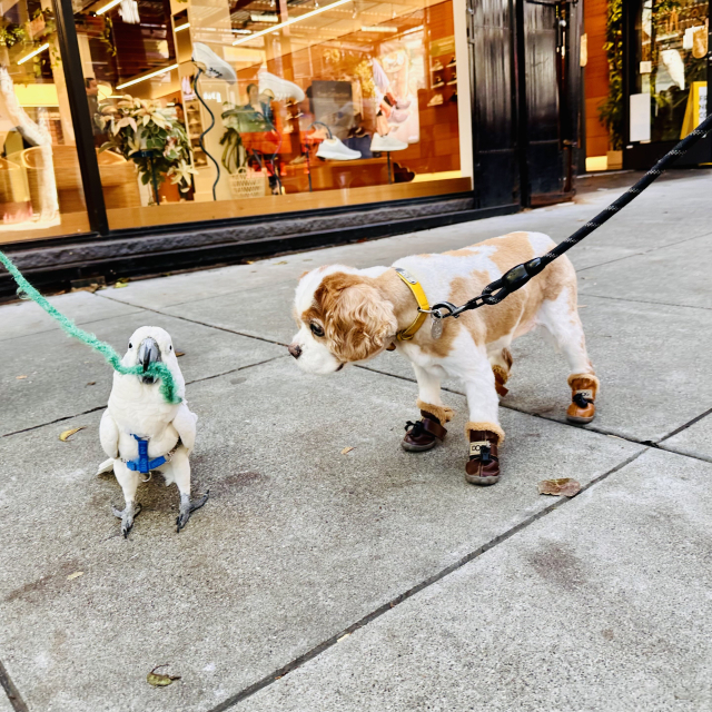 A Cavalier King Charles spaniel looking curiously at a bird that is walking around with a leash 