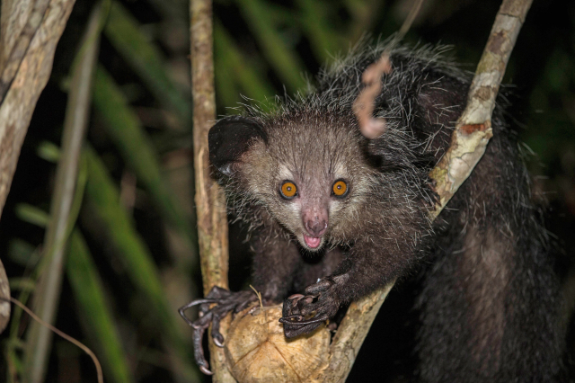 Photo of an aye-aye sitting in a tree, looking at the camera