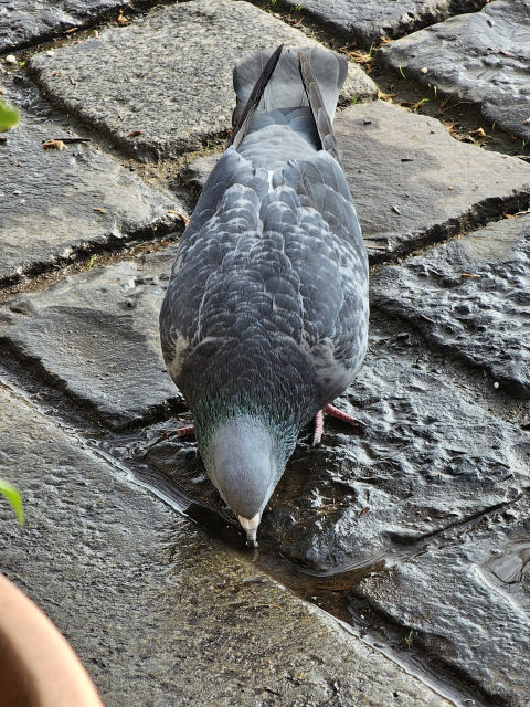 holub pije vodu medzi dlaždicami