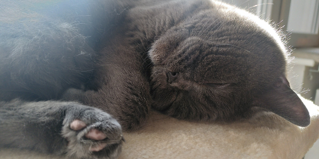 Picture of a sleeping cat. He is lying with his head twisted upwards and his eyes closed.

In the foreground you can see his paw with pink cushions.