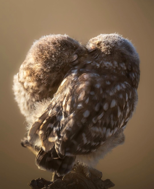 Photography. A color photo of two beige/white little owls that seem to be kissing. The background is blurred in beige. They are sitting close together on a branch, their heads are stuck into each other and together they look like a heart.