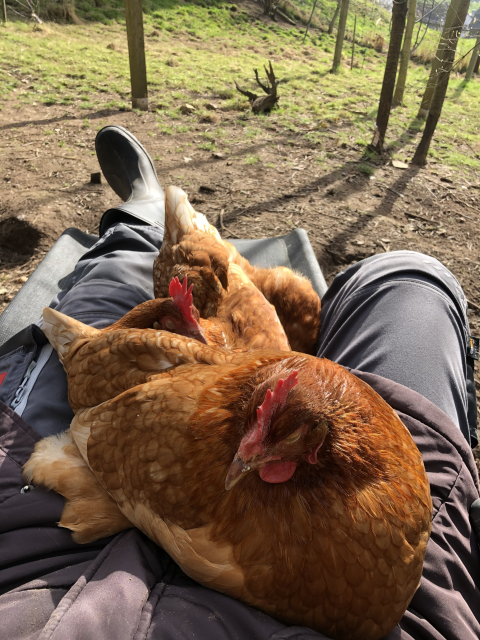 Die braune Legehenne Berkshire sitzt auf meinem Schoß, ihre Schwester Mojave neben meinem Bein und wir alle auf einer Klappliege auf der Hühnerwiese in der Sonne. Von mir sind nur Beine in grauer Arbeitshose und der linke Stiefel zu sehen. 