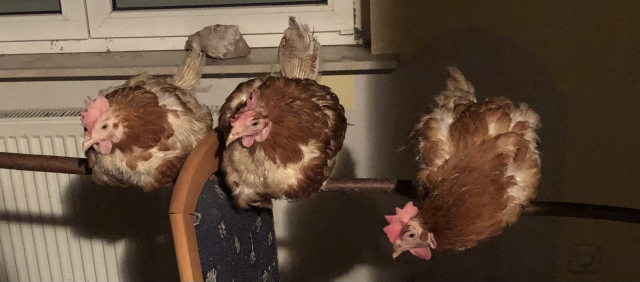 Erstes Foto von Januar 23: Braune Legehennen Berkshire, Mojave und Sequoia auf einer Stange im Quarantänezimmer sitzend. Alle drei mit großen blassen Kämmen und mäßigem Gefieder.