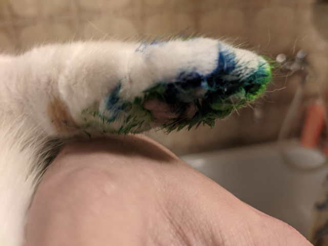 My blue and green paw after using it as a paint brush