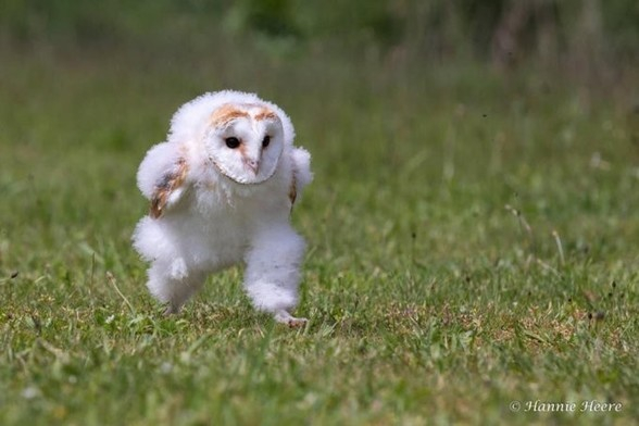 A fuzzy young white and light brown owl running across some grass