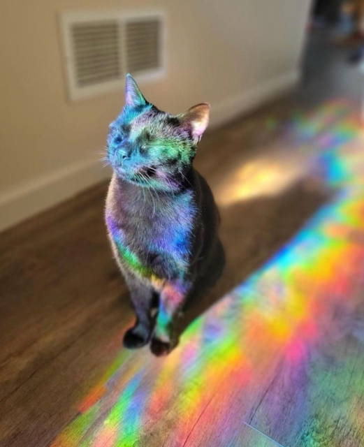 Photography. A color photo of a black cat in rainbow-colored sunlight. The cat sits on a wooden floor in a hallway and looks into the sun with its eyes closed. The reflaction of light creates a colorful band of colors on and next to the cat. The black cat becomes a colorful cat.
