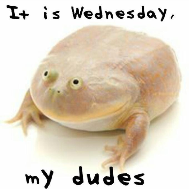 frog with "It is Wednesday, my dudes"