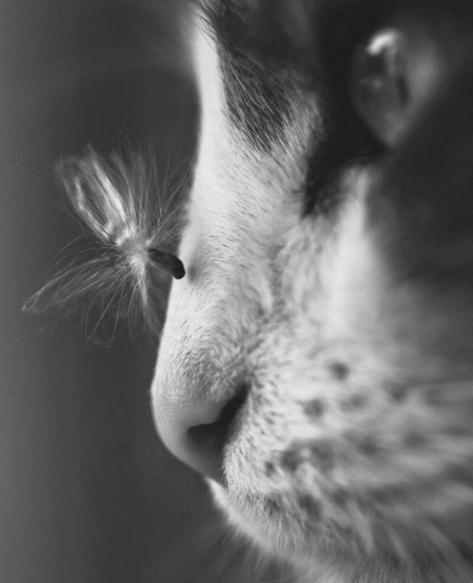 Photography. A black and white photo of the face of a cat and a fly/or a plant seed. The photo is a close-up. An elongated, thin fly/ or a plant seed is trying to land on the nose of a black and white cat. The cat is looking upwards. A fantastic snapshot.