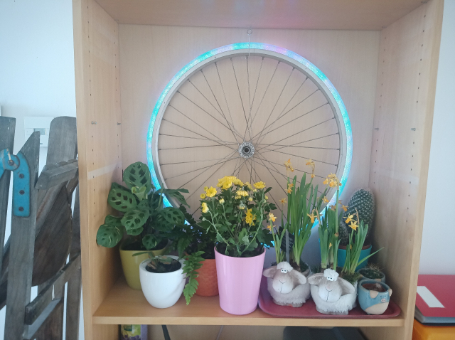A display of some plants in an open closet. A bicycle wheel hangs in tha back. The  tube gas been replaced with a trapnsparant water hose tube, a LED-strip underneath it gives a whitish, coloured glow.