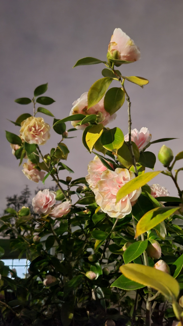 Light pink & cream roses with a lightish gray background sky due to taking a night shot on a phone lots of green and some yellow leaves